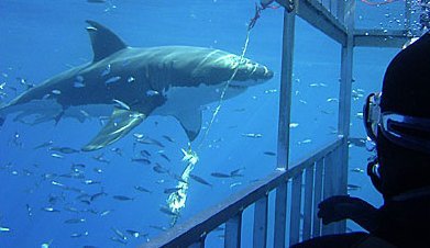 Diving With Sharks - � Shark Diver